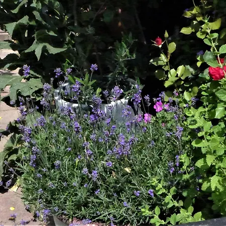 Family Marie 赞德沃特