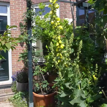 Family Marie * 赞德沃特